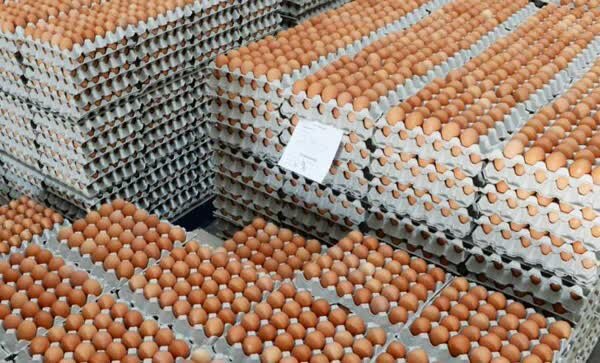سفر تخم‌مرغ‌های ایرانی به ۹ کشور!