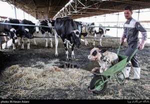 بخشنامه حریم بین واحدهای تولیدکننده دام و طیور اصلاح شد