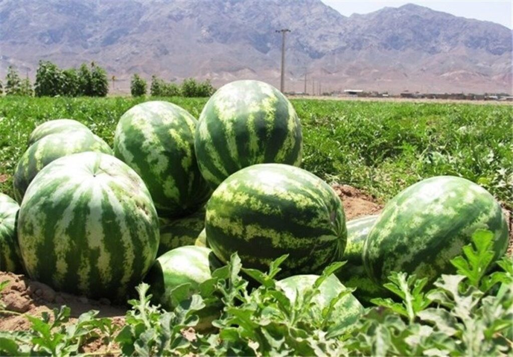 جنجال برسر هندوانه های ایرانی در روسیه