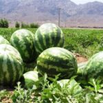 سایت خبرخوان درجریان 14 جنجال برسر هندوانه های ایرانی در روسیه